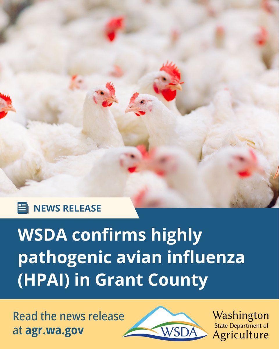 WSDAgov's tweet image. We confirmed Grant County’s first case of bird flu (HPAI) in a commercial poultry facility in Moses Lake. Sick birds were reported Oct. 7, and tests confirmed the virus.
Read more:agr.wa.gov/about-wsda/new…