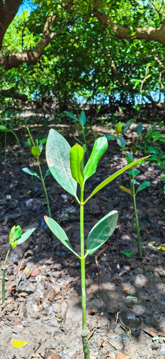 AWAK - Association of Women in Agriculture Kenya tweet media