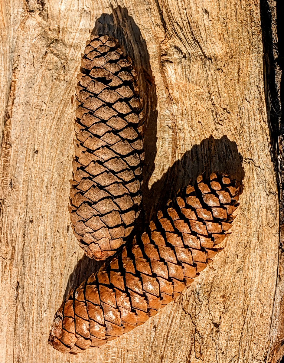 PrayerfulMantis's tweet image. Anyone that&apos;s been following me for a while probably realizes by now that I have an unexplainable, some might say obsessive, thing for pinecones. 😏
