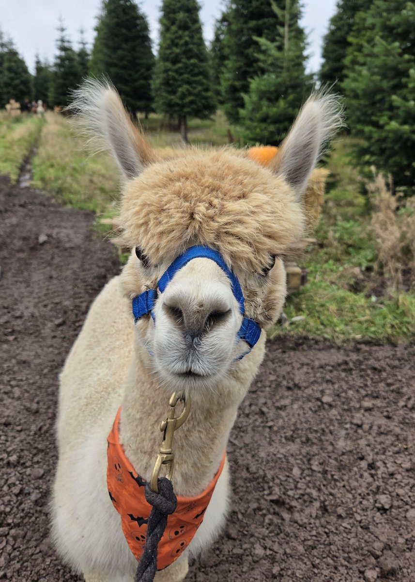 😍 Our young Basil out on the Alpaca Pumpkin Hunt today at Edenmill Farm Glasgow...

Still some room to get booked in and enjoy the tranquility of Edenmill, while hunting those monster pumpkins 🎃

TO BOOK ⤵️

edenmill.co.uk/product/alpaca…

#GLASGOWEPUMPKIN #GLASGOW #PUMPKINHUNT #LOCH