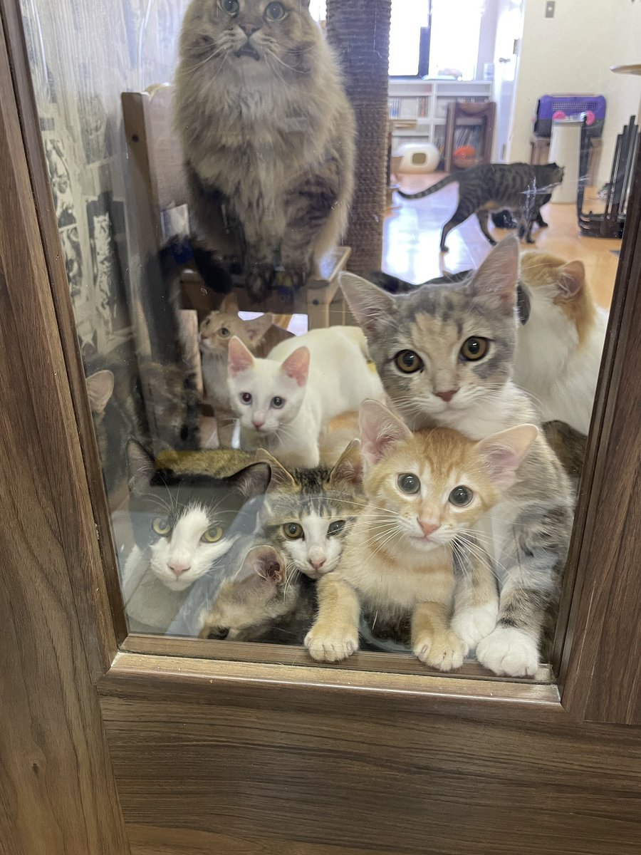 catcafemfmf's tweet image. 猫カフェも…とこの画像を出さなきゃいけない気がして…