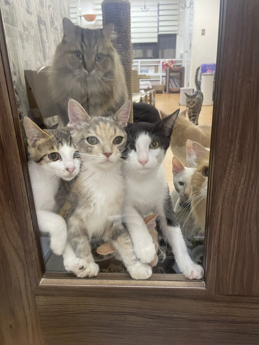 catcafemfmf's tweet image. 猫カフェも…とこの画像を出さなきゃいけない気がして…