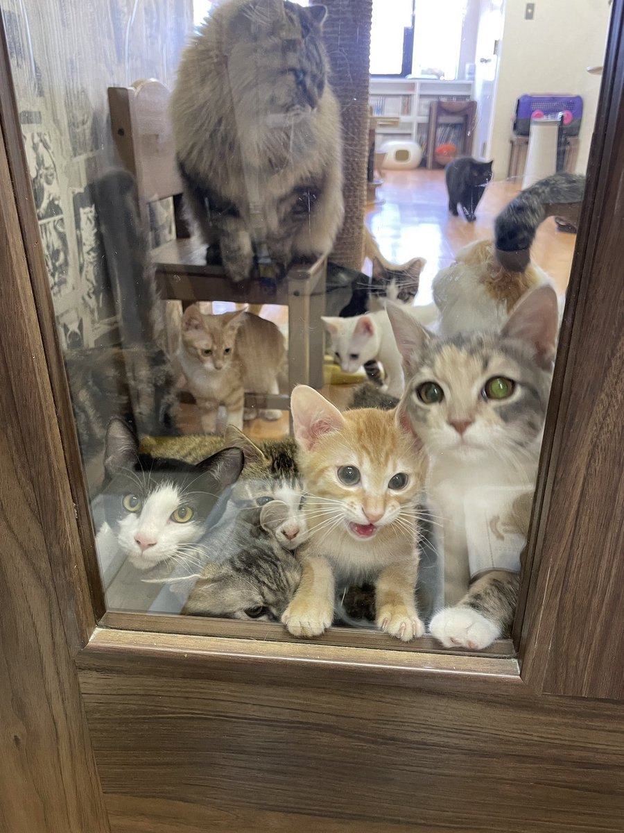 catcafemfmf's tweet image. 猫カフェも…とこの画像を出さなきゃいけない気がして…