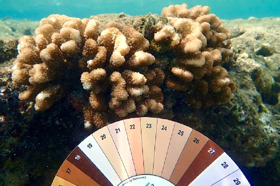 WetTribe's tweet image. The 2025 coral bleaching event, the fourth and “largest on record”, has impacted 84% of the world's reefs, also putting U.S. reefs at risk. #WetTribe #TidetotheOcean #FridayFieldUpdate #Coral #CoralBleaching #Acidification