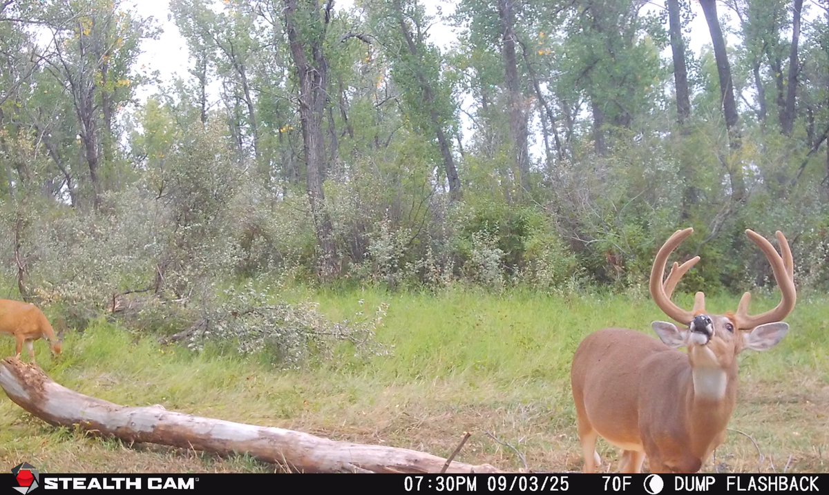 WhitetailDean's tweet photo. We'll run  over 100 @stealthcamofficial cams at the camps alone this fall, but this one... Is special 😀 https://t.co/m6hxiHSXu9