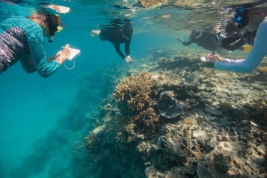WetTribe's tweet image. The most recent US coral condition status is "fair but declining health”, with climate change, coral bleaching, and ocean acidification as the primary threats. #WetTribe #TidetotheOcean #FridayFieldUpdate #Coral #CoralBleaching #Acidification