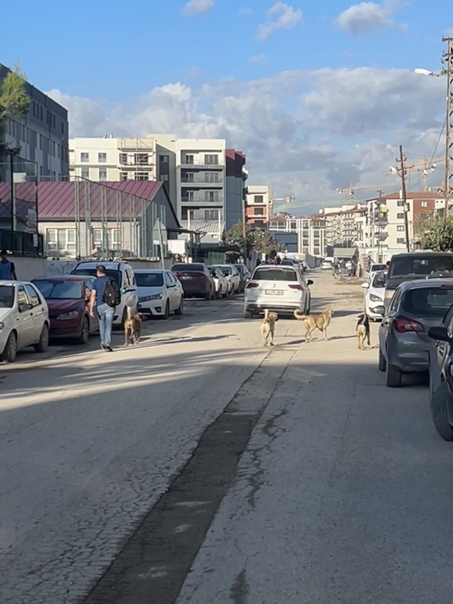 Burası Antakya’da okul, öğrenci ve servis yoğunluğunun en fazla olduğu bölge; İl Milli Eğitim Müdürlüğü’nün bulunduğu cadde.Sokakta çeteleşen köpekler var.Küçük çocuklar korkudan sağa sola koşuyor.Bir kaza yaşanmadan önce bu köpeklerin barınağa alınmasını rica ediyoruz. <a href="/HatayBSB/">Hatay Büyükşehir Belediyesi</a>