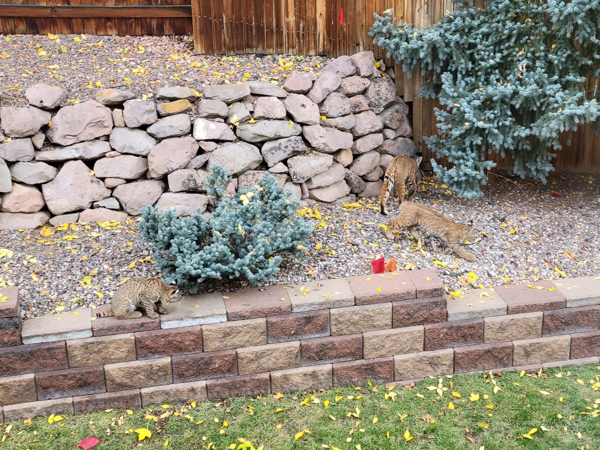 It's been a while since some wildlife has been in the backyard.  Anyway, three bobcats just doing what they do. 

#Lakewood
#GreenMountain