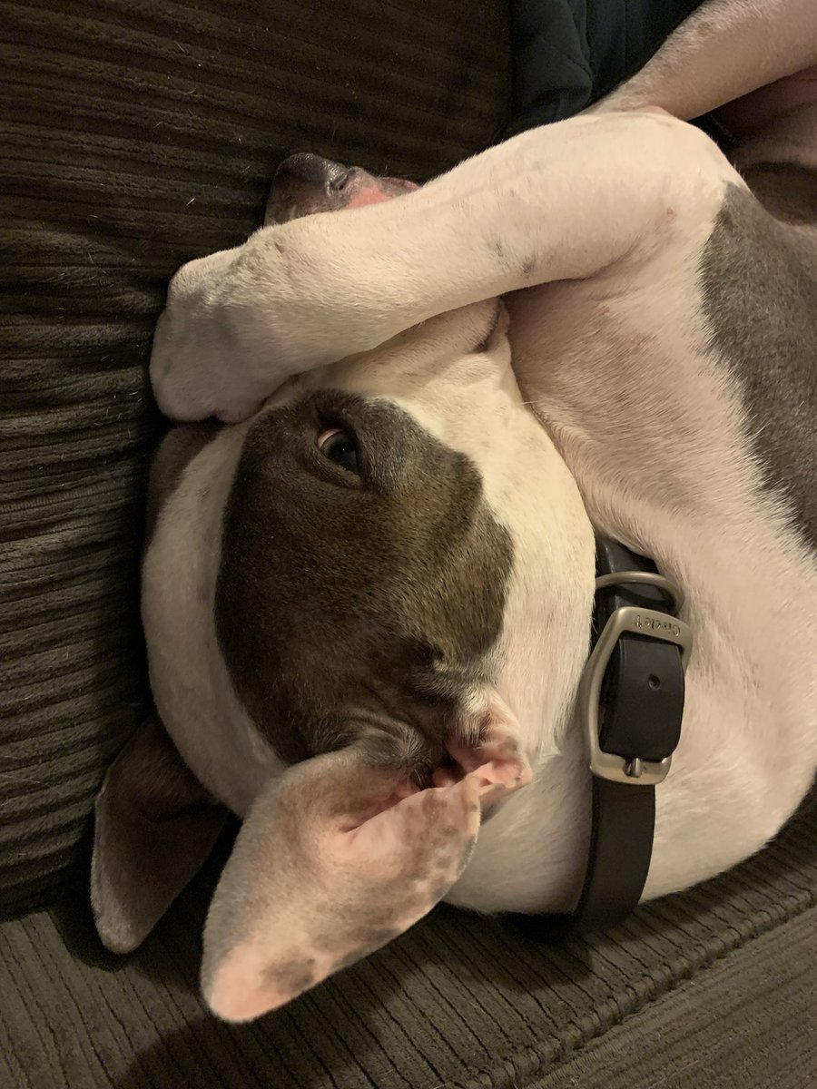 Crimson Caravan tweet media