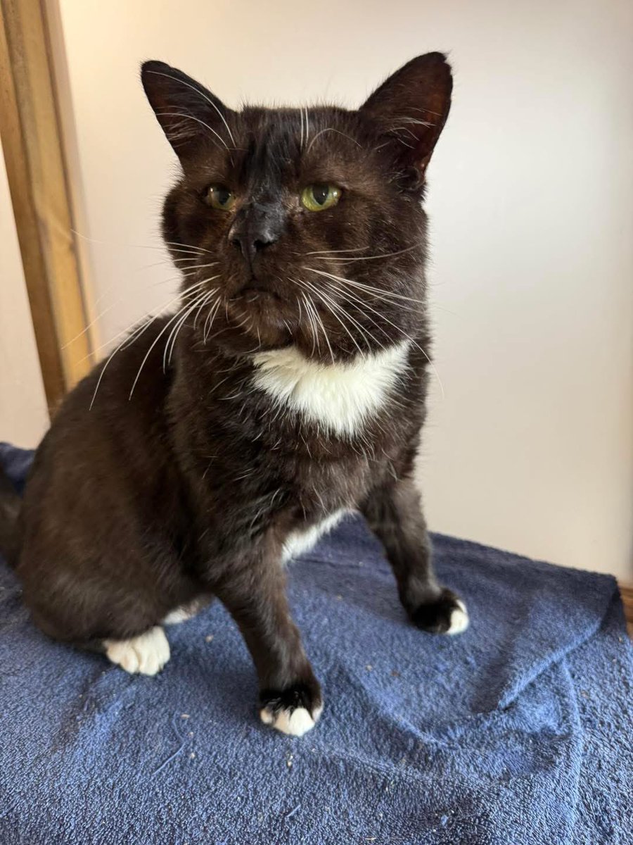 catsinoxford's tweet photo. After 116 days Charlie has gone to his forever home 😻#CatsOfX #CatsOfTwitter https://t.co/0ZKNsvh1Cc