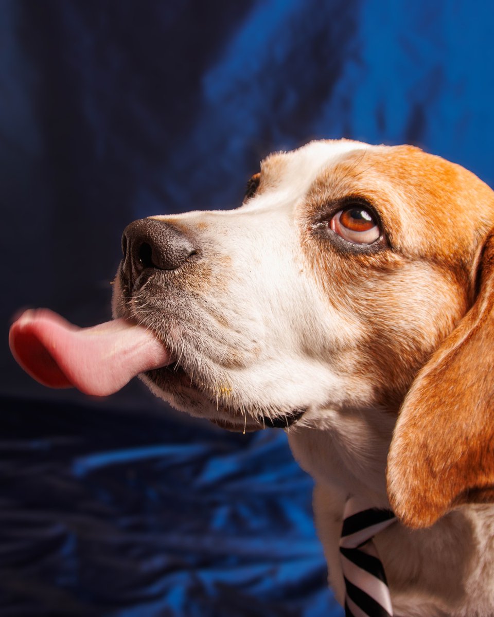 thesopawsome's tweet photo. Trying to keep my beagle from following every scent is a full-time job. 😅 #BeagleProblems #ScentObsessed #BeagleLove #FunnyPets #BeagleNation https://t.co/gRR5u6Uxwh
