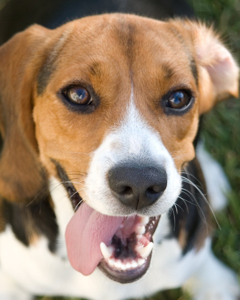 thesopawsome's tweet photo. Trying to keep my beagle from following every scent is a full-time job. 😅 #BeagleProblems #ScentObsessed #BeagleLove #FunnyPets #BeagleNation https://t.co/gRR5u6Uxwh