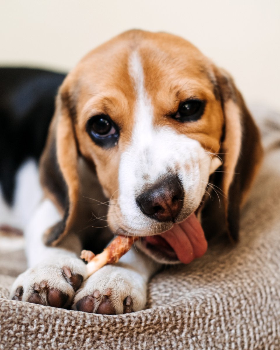 thesopawsome's tweet photo. Trying to keep my beagle from following every scent is a full-time job. 😅 #BeagleProblems #ScentObsessed #BeagleLove #FunnyPets #BeagleNation https://t.co/gRR5u6Uxwh
