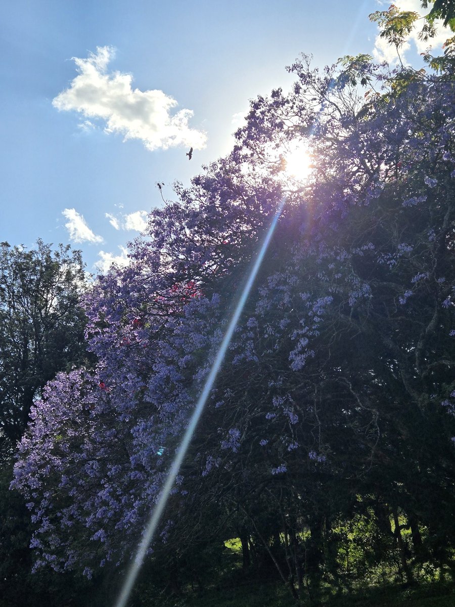 Elizabeth Mburu tweet media