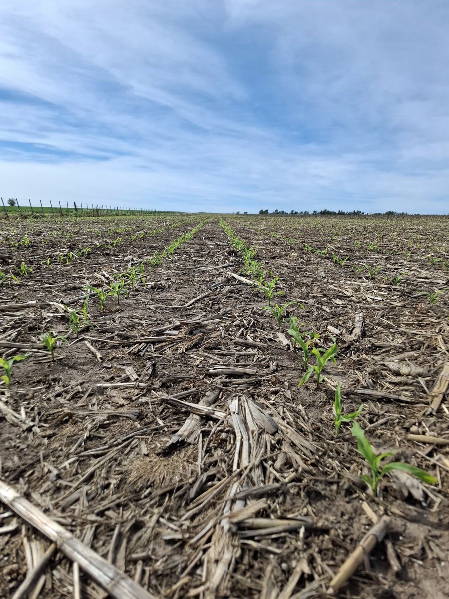 Maíz 🌽 de primera muy buena implantación!! Sur de Uy #agro #farm #maiz #corn #campo