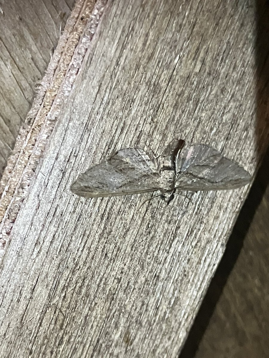 Four moths from traps over last few days for help with please <a href="/MOTHIDUK/">UK Moth Identification</a> 
1. Anything other than LBA?
2. Can this be id’d?
3. Anything other than  Beaded Chestnut?
4. ?