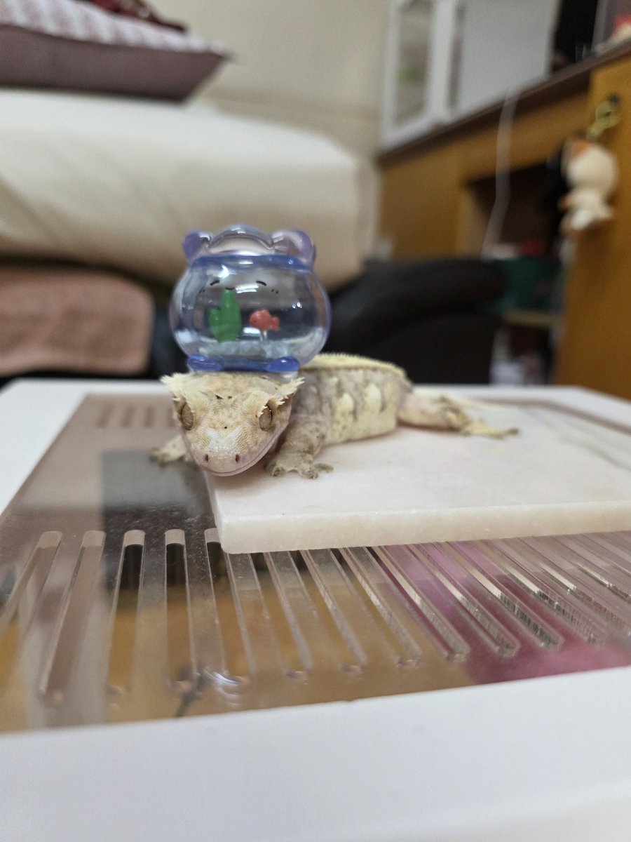 집사 놀아주는 도마뱀