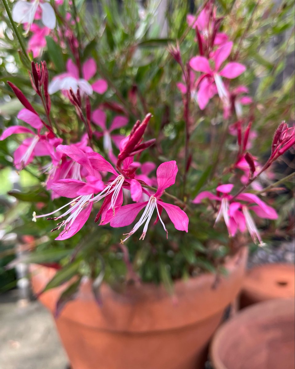 These Gaura have really perked up as the weather has cooled down… I grew ‘Summer Breeze’ and ‘Emmeline Pink Bouquet’ from seed this year and they’ve done well in pots and in the cutting patch… I love their willowy and slightly unruly habit! 💚#FlowersOnFriday #inmygarden