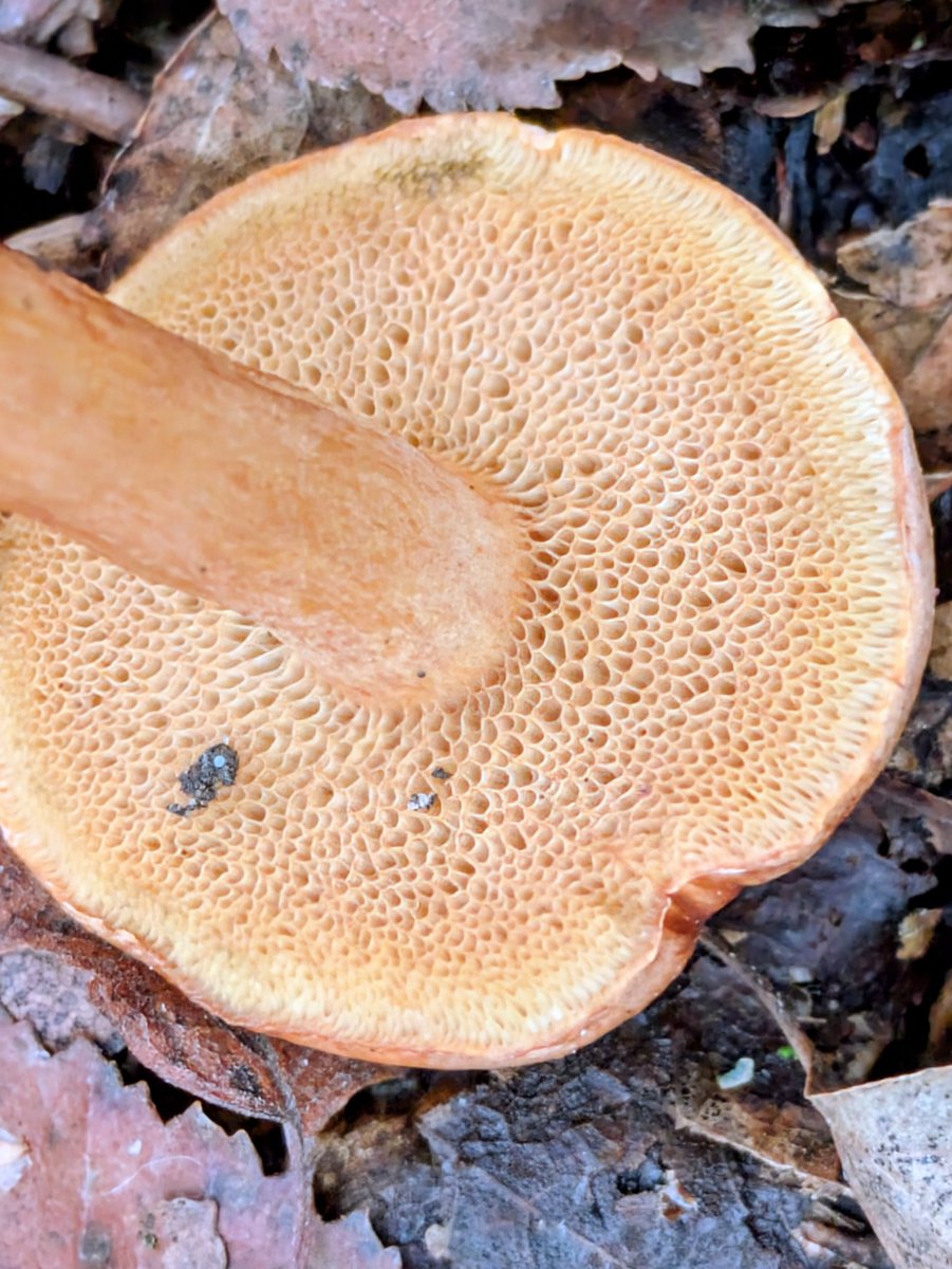 #FungiFriday Peppery Bolete (Chalciporus piperatus) seen at Lindow Common whilst out with NW Fungus Group. It's often found close to Fly Agarics(Amanita muscaria). The Peppery Bolete parasitises the Fly Agaric's mycelium.