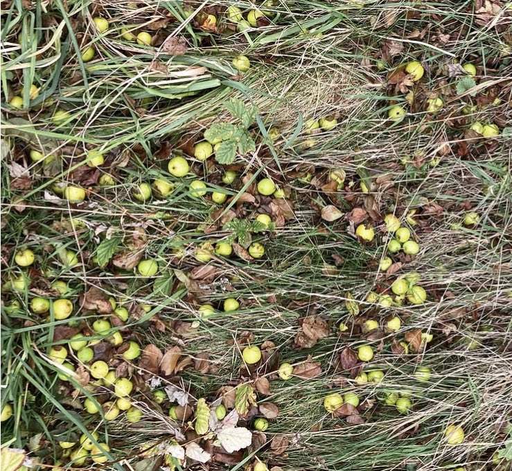that time of year I’m reminded how expensive kindling is - so I can be seen collecting sticks on my wanders 😄 oh and so many crabapples!  #windfall #twigs #nature #lakedistrict #autumn