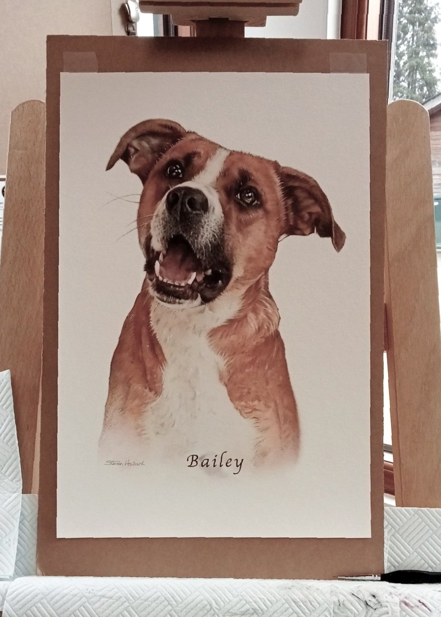 Steven1Howard's tweet image. Meet Bailey. My latest pet commission. The customer picked up the framed commissioned portrait this morning. ❤️