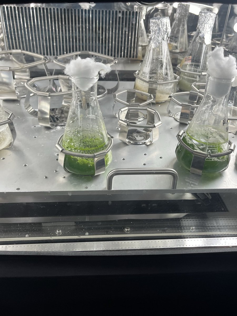 Doğal matcha üretimi