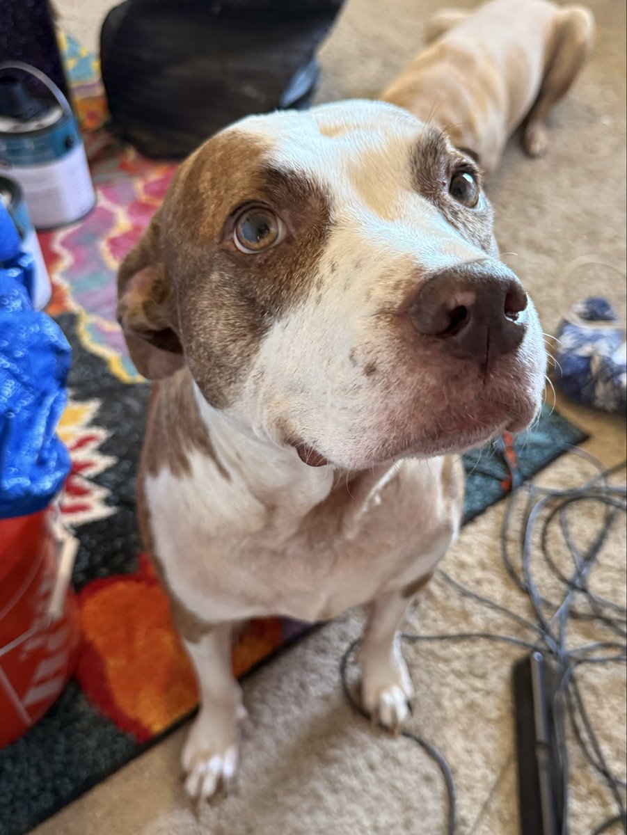 Sampson is helping me paint my Stream Room today! 🐶💜