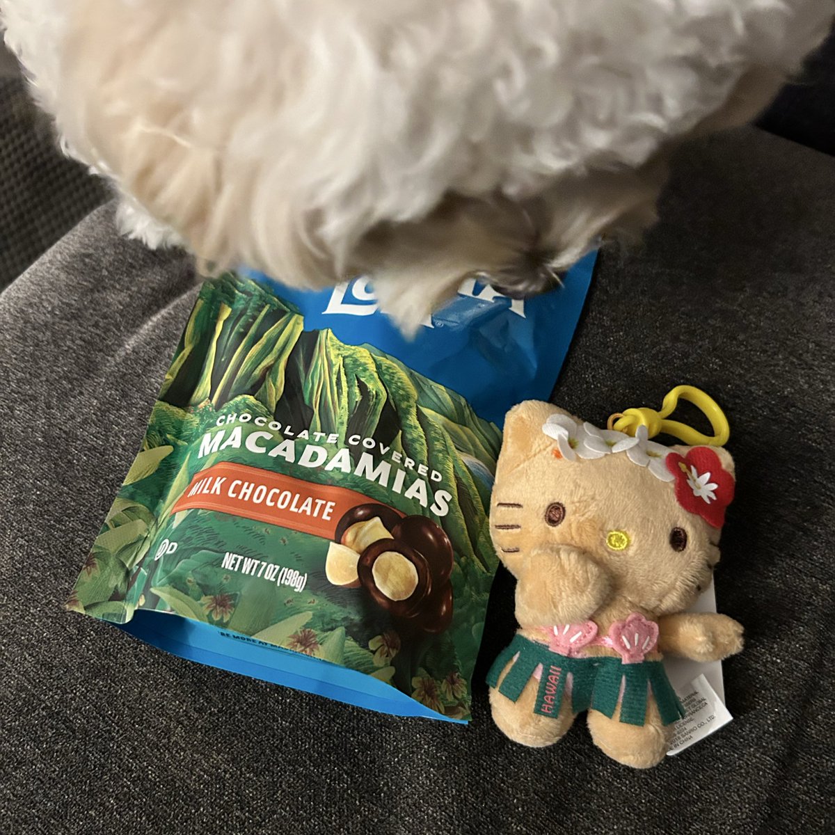 morico_design's tweet image. ハワイのお土産に大好きなマウナロアのチョコと日焼けキティいただいた🌺😍
かわいい〜✨