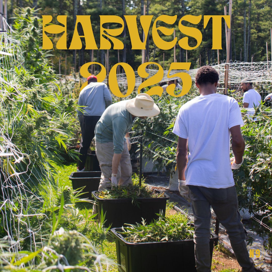 No9Collection's tweet photo. As our harvest winds down, we want to give a huge TY to our cultivation team &amp; everyone who joined us on tours this season. It takes long days, hard work &amp; a lot of dedication to make it all possible. From soil to sunshine to you— we’re grateful!💛🌻@stingers_brand @havnextracts https://t.co/CQe0oswVku