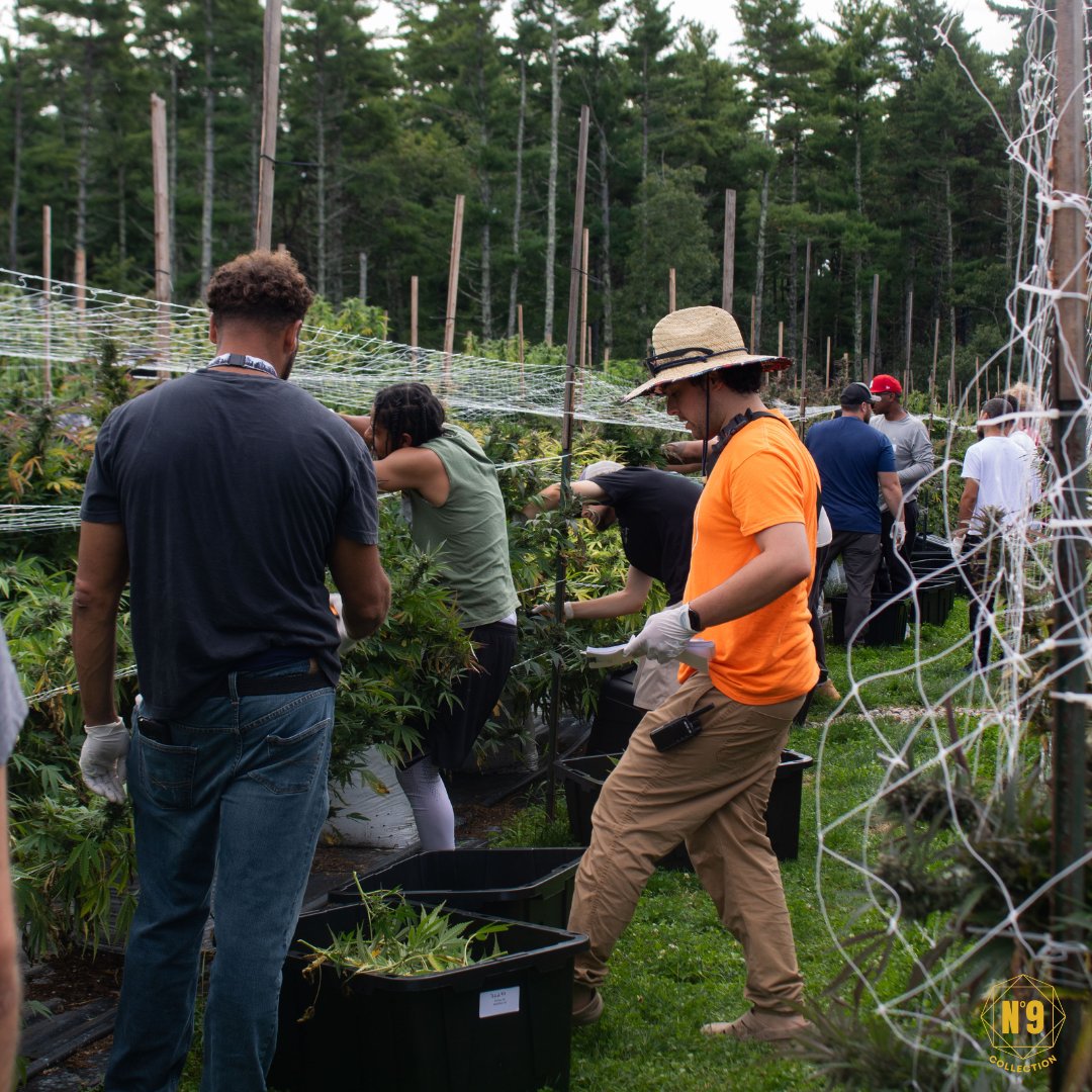 No9Collection's tweet photo. As our harvest winds down, we want to give a huge TY to our cultivation team &amp; everyone who joined us on tours this season. It takes long days, hard work &amp; a lot of dedication to make it all possible. From soil to sunshine to you— we’re grateful!💛🌻@stingers_brand @havnextracts https://t.co/CQe0oswVku