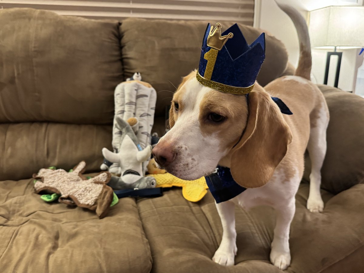 Willow_Jaxin's tweet image. Tuday’s myz birfday. I’z one yearz old. Let’z dah shenanigans begin.