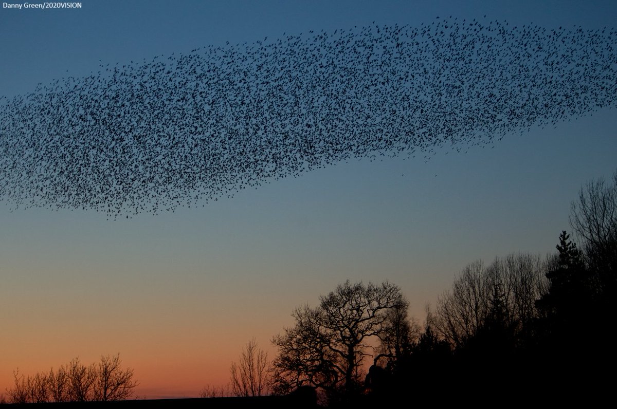 Autumn is unbe-leaf-able! From red deer rutting to fungi fests and starling murmurations, we're sharing 10 nature moments to wow you and stories to warm your heart 🦌🍄✨

Read more and see them all 👉 wildlifetrusts.org/news/wildlife-…