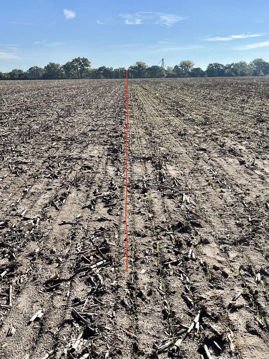 Definitely an emergence boost using UltraFluent seed treatment on the right and not on the left. ⁦<a href="/1sauderben/">Benjamen Sauder</a>⁩ ⁦<a href="/FVCoop/">FrenchmanValleyCoop</a>⁩ Planted 1 week ago.