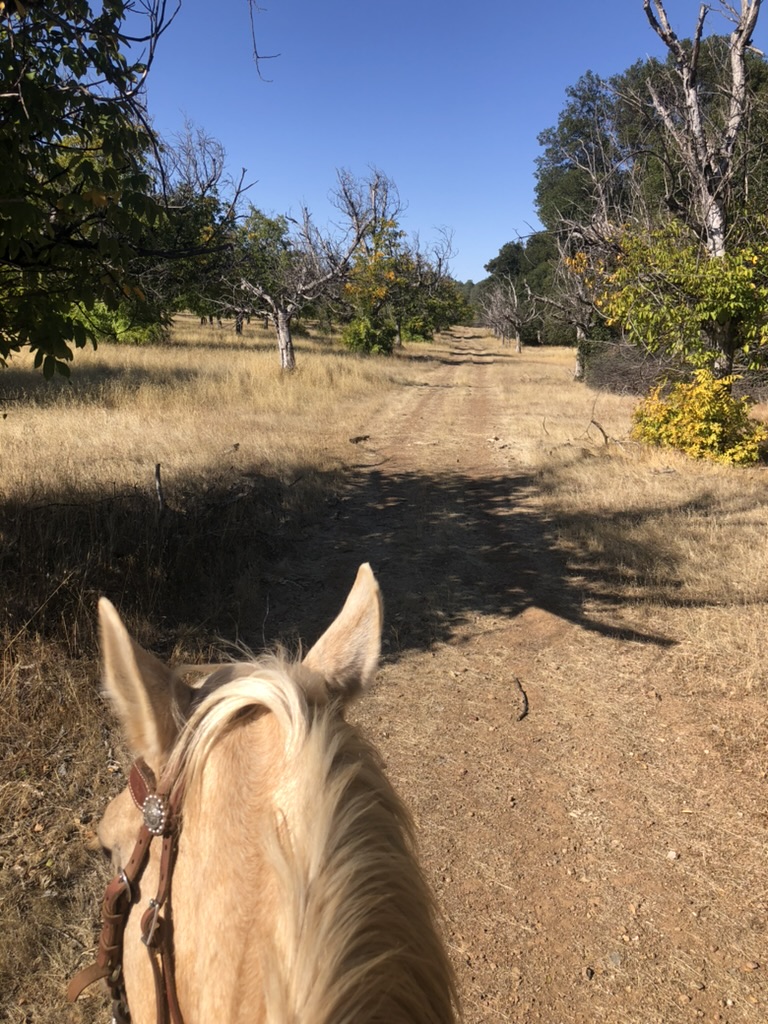 朝晩寒くなってきたけれど、日中は空気がきれいで気持ちいい。

２頭の馬に乗るだけでいい運動になる。
