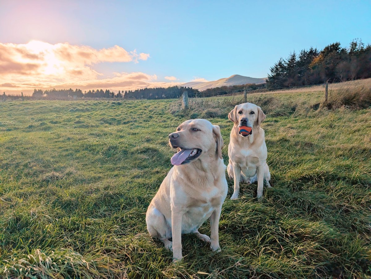 BertsLegacy's tweet image. Taking a stroll by the river in the evening 🌞

#dogsoftwitter #dogs #dog #labrador