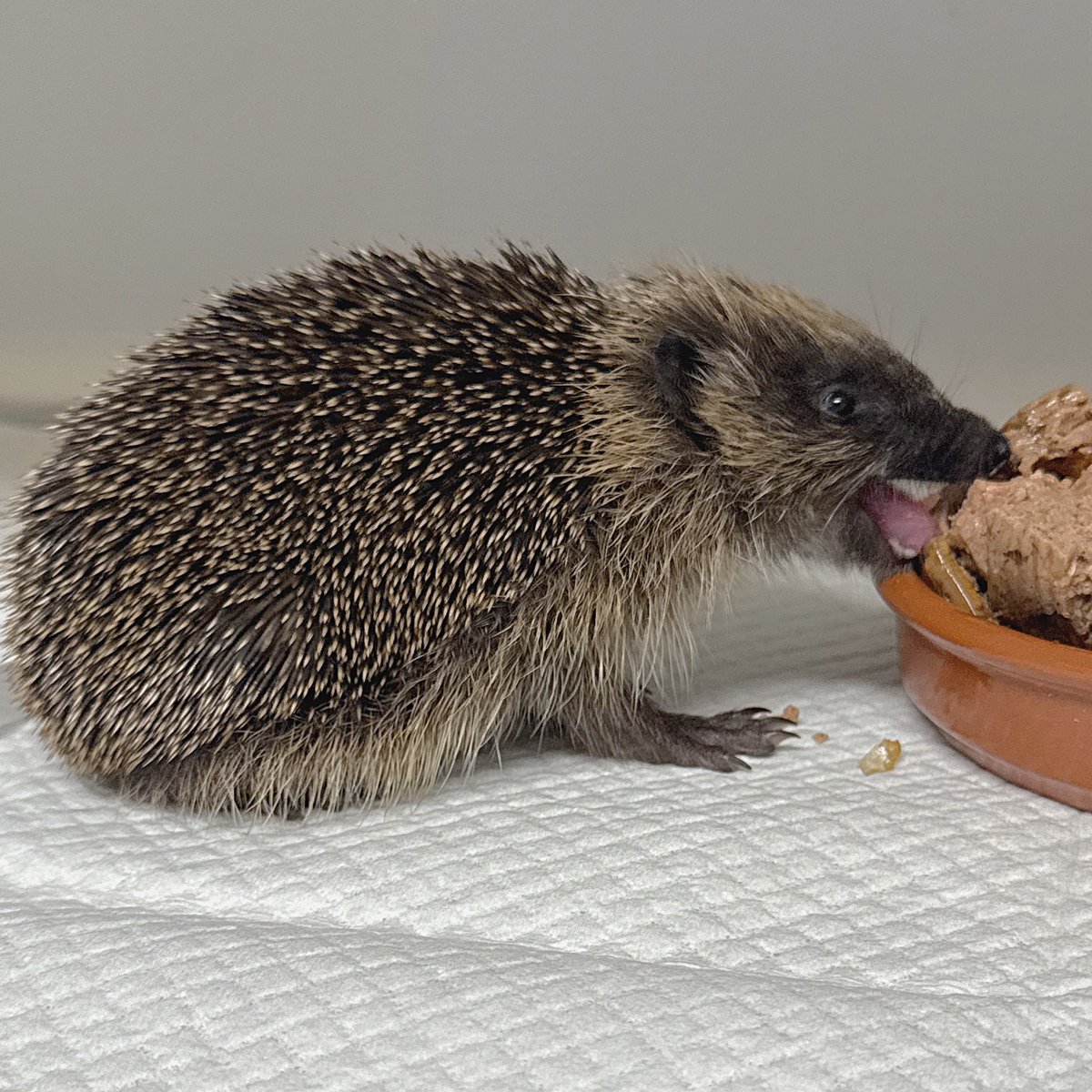 Someone has an appetite! One of our new hedgehog arrivals, pictured here tucking in to the all day buffet 🦔