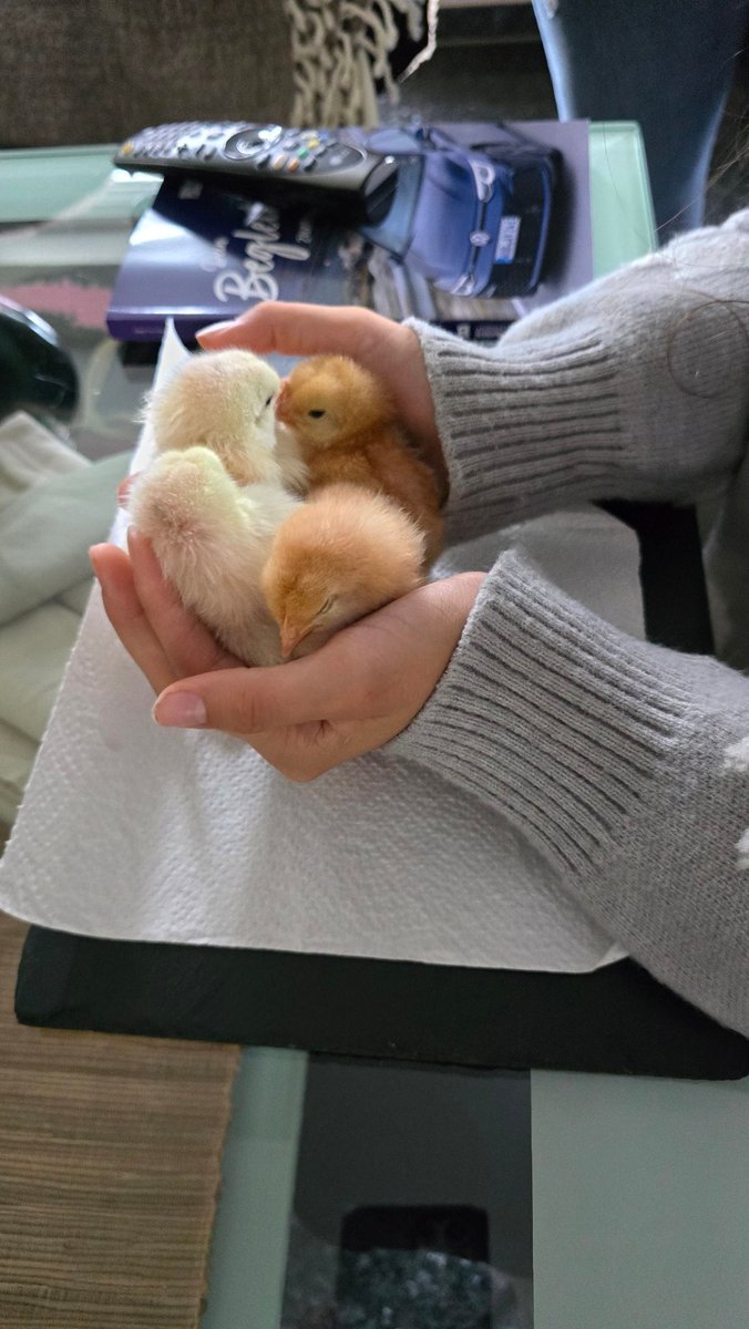 Eine handvoll Leben❤️

Darf ich vorstellen? 
Unser Kükennachwuchs 🐔