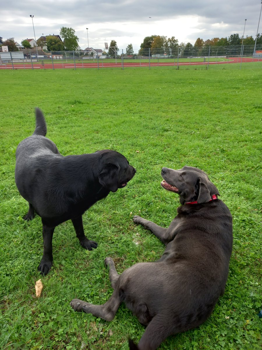 Yill10165921's tweet image. Meine Emma ist wieder daaa!
Ich freu mich so 😍
Auf dem Weg nach #Spanien