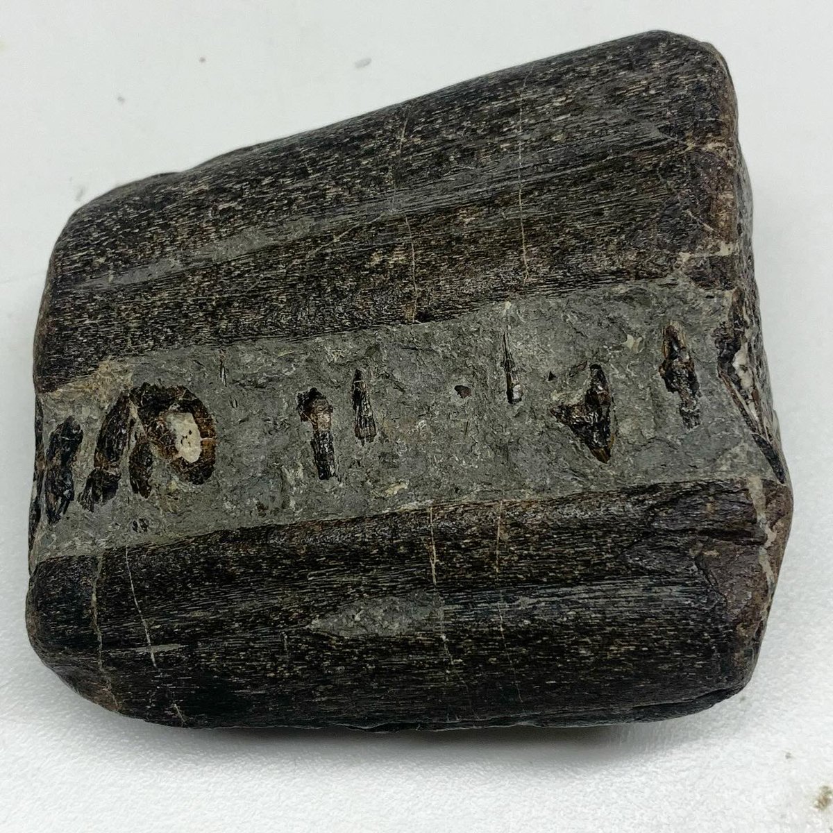 Palaeo Scene tweet media