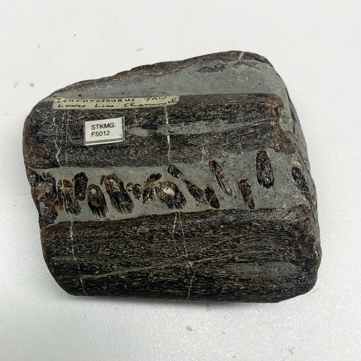 Palaeo Scene tweet media