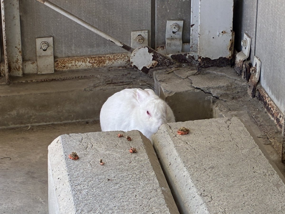 ウサギ Amazon | shopzerosanyon うさぎ ハウス 木製 四角ハムスター