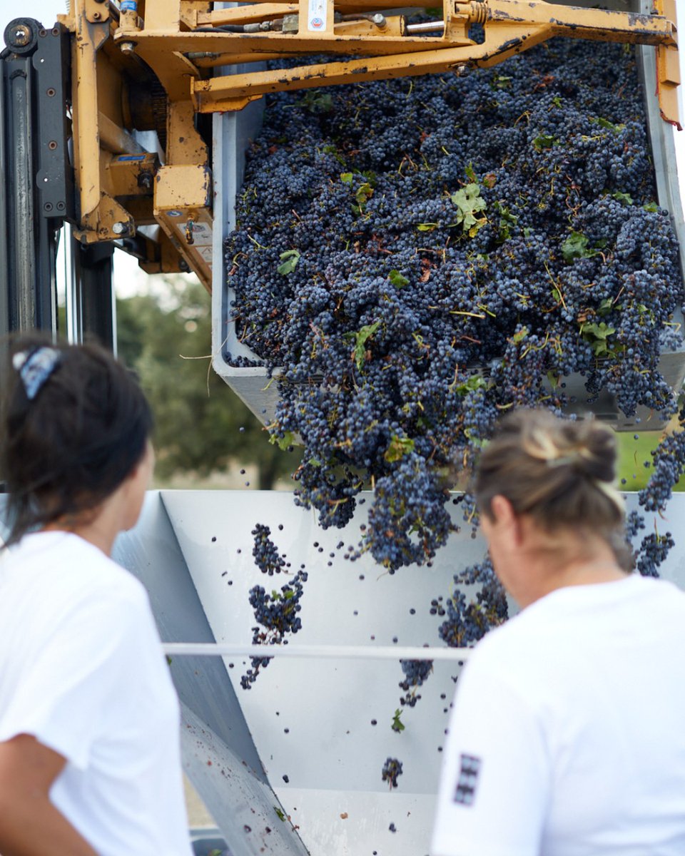 The air shifts. 

The vines hum. Harvest is here. 🍇✨

It’s the most electric time of year across our partner estates, the season where grapes turn into stories worth sharing.

Want a closer look inside harvest? Join our list for behind-the-scenes moments, first tastes, and