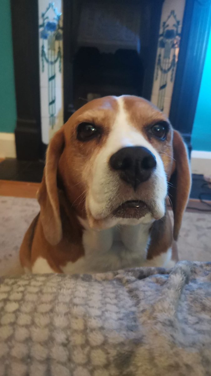 linwright17's tweet image. Coco , our sons dog wishes you a very happy weekend