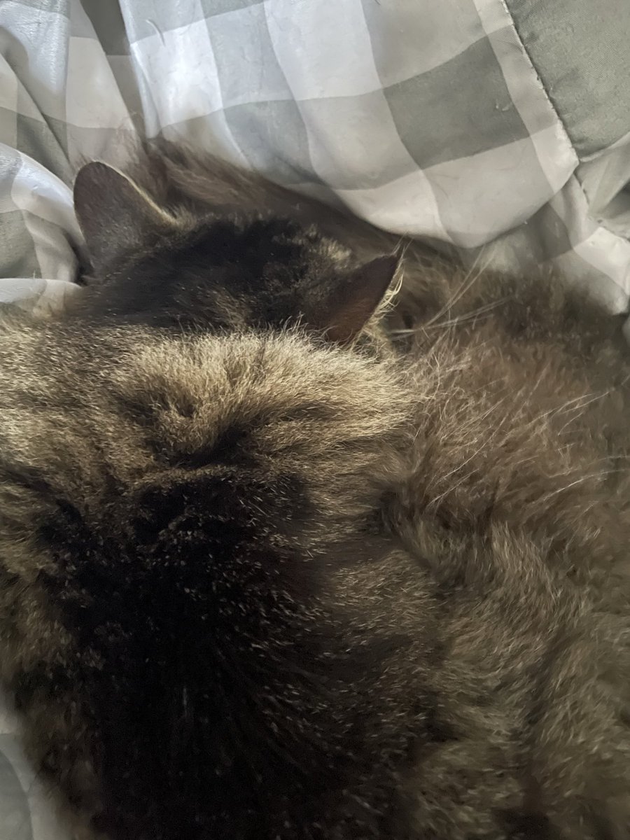 tayciebaird's tweet image. say hi pixel