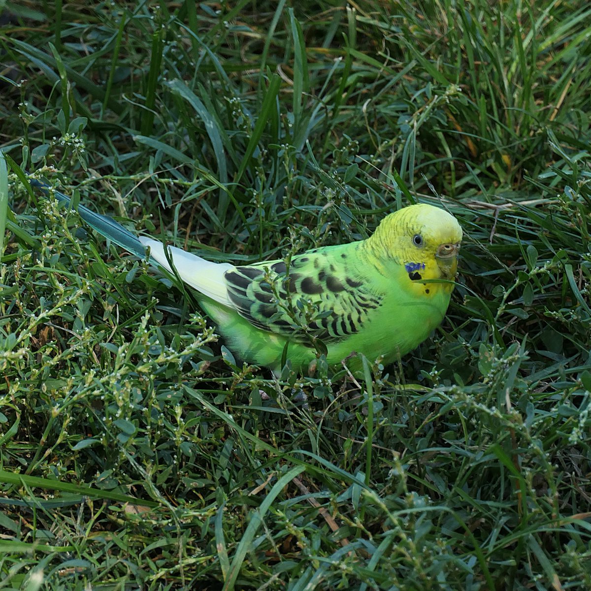 HK7682's tweet image. CP Budgie Update (Oct 10): Despite temps dipping below 50 degrees this morning, our superhero continues to thrive.  For now. She will not survive  winter outdoors -- attempts at capture continue. #birdcpp