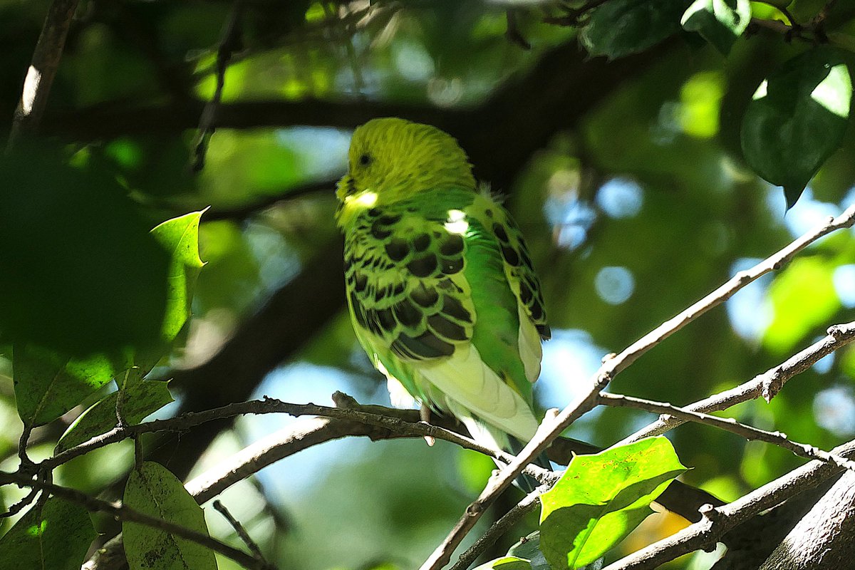 HK7682's tweet image. CP Budgie Update (Oct 10): Despite temps dipping below 50 degrees this morning, our superhero continues to thrive.  For now. She will not survive  winter outdoors -- attempts at capture continue. #birdcpp