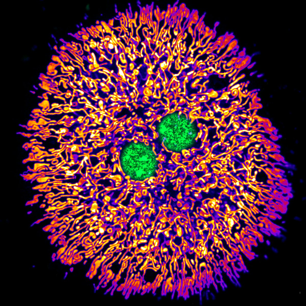 Dane M. Wolf tweet media