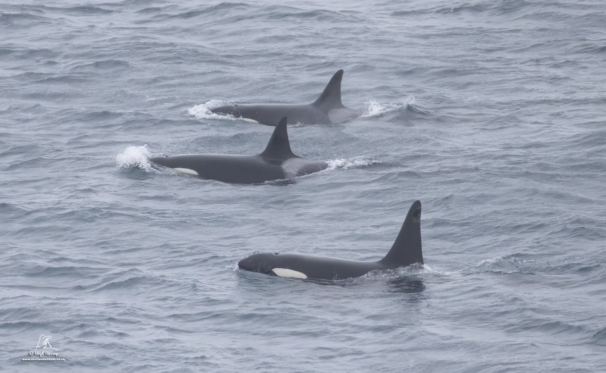 Hugh Harrop Wildlife (@hughharrop) on Twitter photo ORCAS!! A fabulous way to end the week watching these three Orcas heading up the east coast of the south Mainland, Shetland. Pic as they passed us close in off Compass Head this afternoon. ORCAS!! A fabulous way to end the week watching these three Orcas heading up the east coast of the south Mainland, Shetland. Pic as they passed us close in off Compass Head this afternoon.