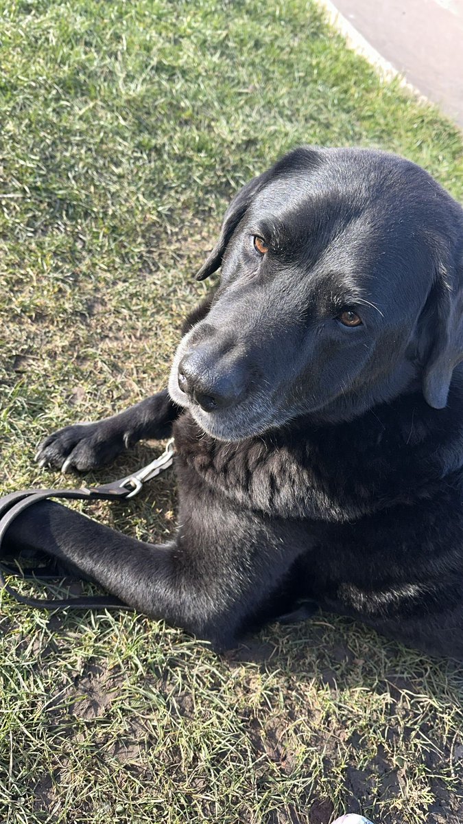 Ollie (R) and Carlo My Guide Dog tweet media