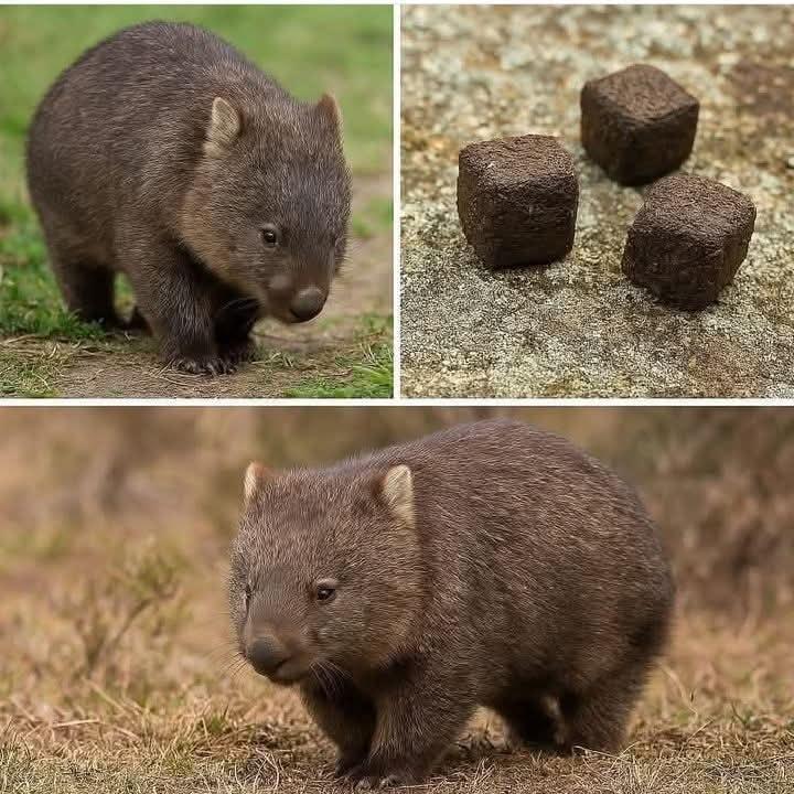 In Australia c'è un animale così ordinato, il Wombat, che fa le cacche quadrate! 🤗Così può delimitare più facilmente il territorio.
Questa è gente seria. Altro che le cacche fatte a casaccio qui da noi!